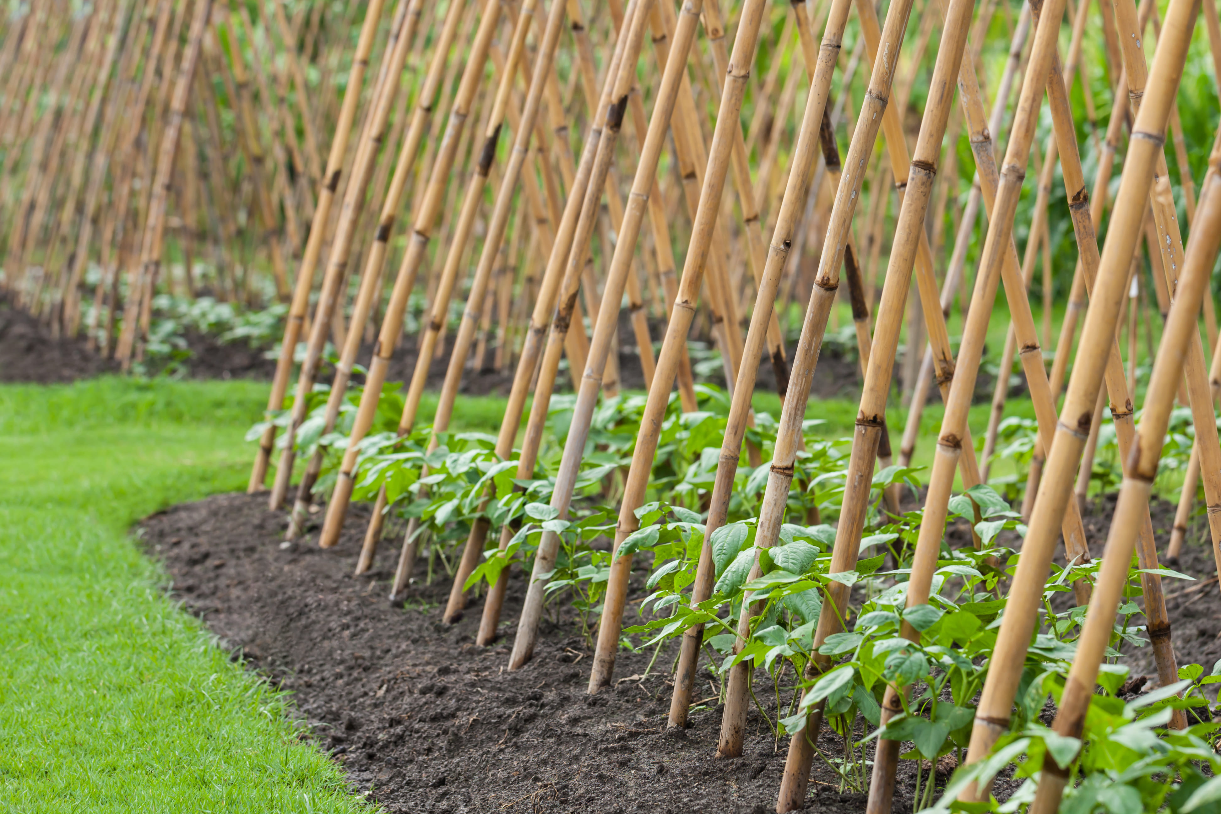 Conseils pour cultiver et savoir quand planter un haricot vert — free download